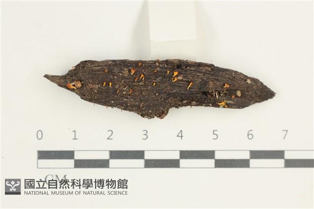 登錄號:F0038629藏品圖，第1張