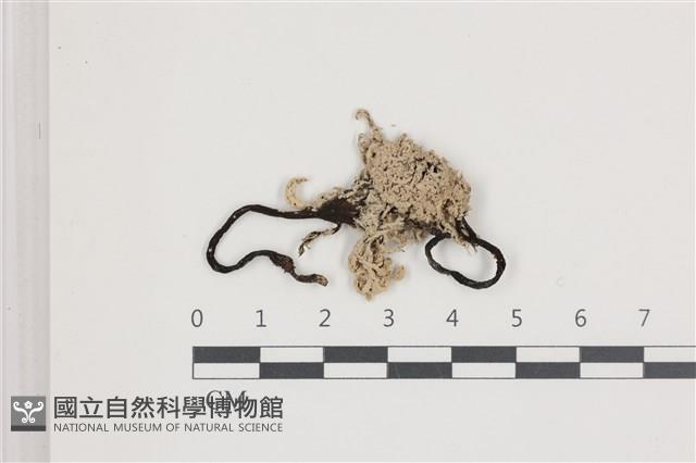 登錄號:F0036629藏品圖，第1張