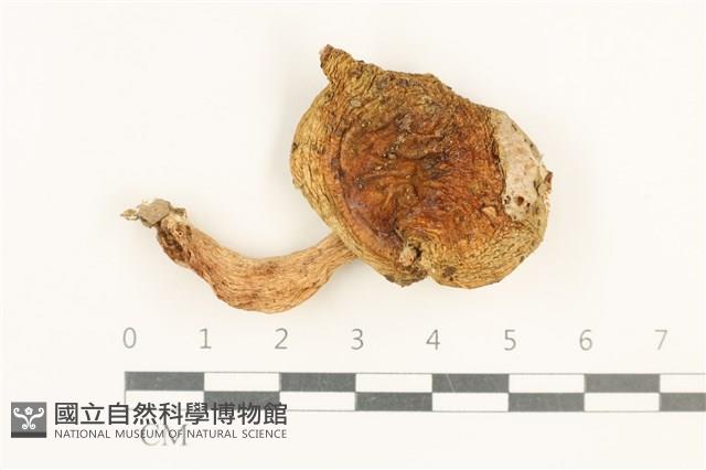 登錄號:F0037629藏品圖，第1張