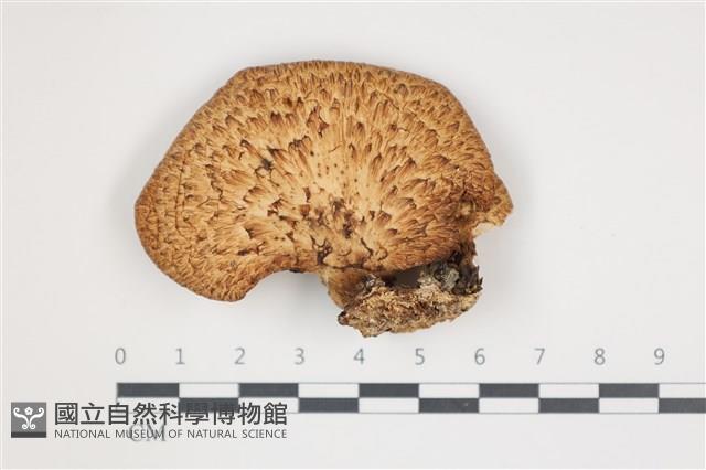 登錄號:F0035629藏品圖，第1張