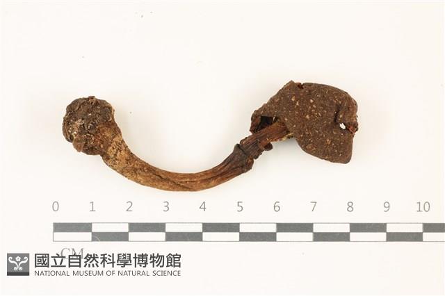 鵝膏屬藏品圖，第1張