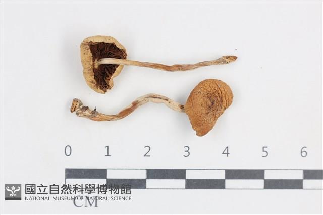 登錄號:F0038729藏品圖，第1張