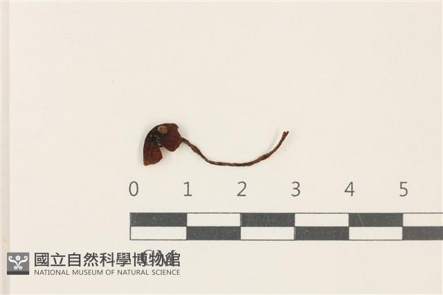 登錄號:F0037729藏品圖，第1張