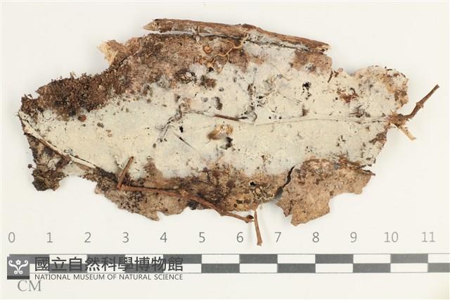 登錄號:F0038529藏品圖，第1張