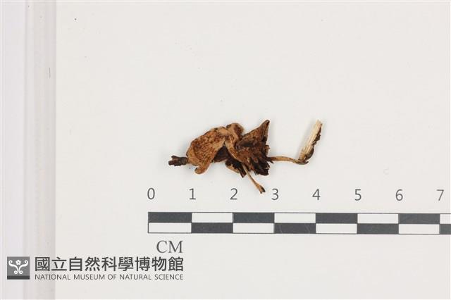 登錄號:F0036529藏品圖，第1張