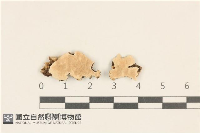 登錄號:F0017529藏品圖，第1張