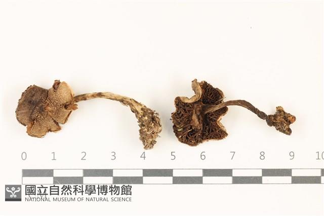 登錄號:F0037529藏品圖，第1張