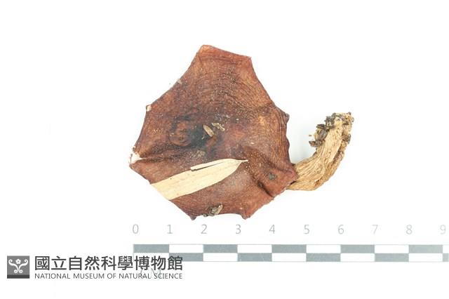 登錄號:F0036129藏品圖，第1張
