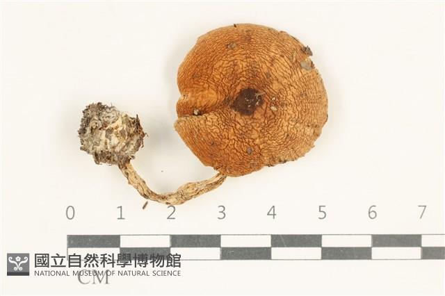 登錄號:F0038029藏品圖，第1張