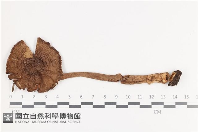 登錄號:F0036029藏品圖，第1張