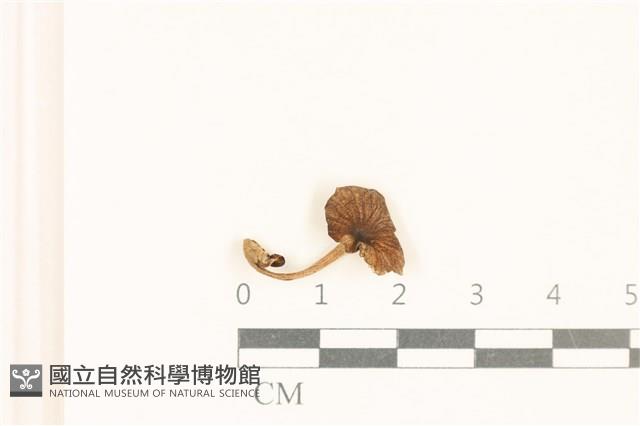 登錄號:F0037029藏品圖，第1張