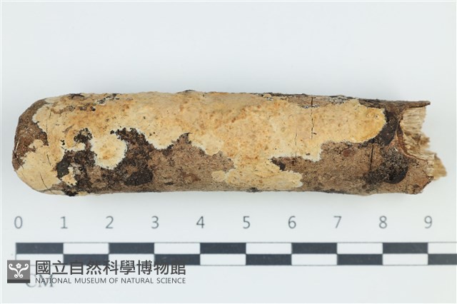 登錄號:F0039029藏品圖，第1張