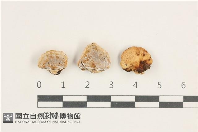 登錄號:F0038329藏品圖，第1張