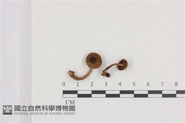 登錄號:F0036329藏品圖，第1張