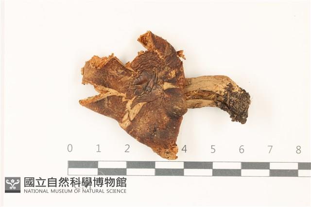 登錄號:F0037329藏品圖，第1張