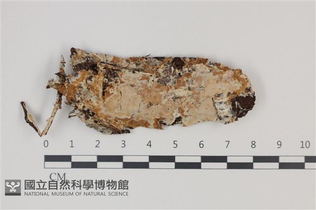 登錄號:F0035329藏品圖，第1張