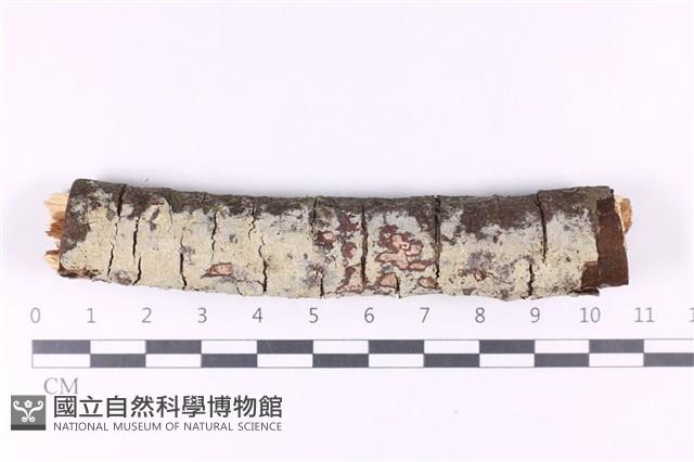 登錄號:F0028209藏品圖，第1張