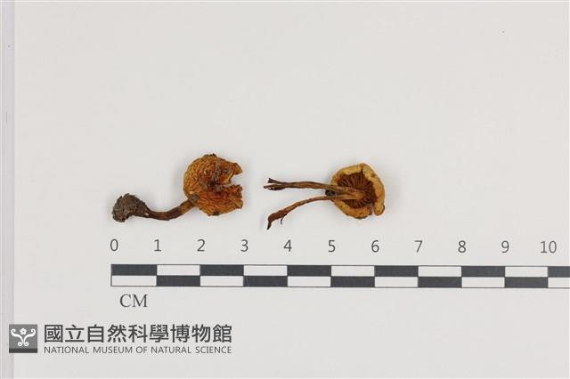 登錄號:F0036209藏品圖，第1張