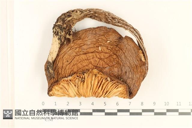 登錄號:F0037209藏品圖，第1張