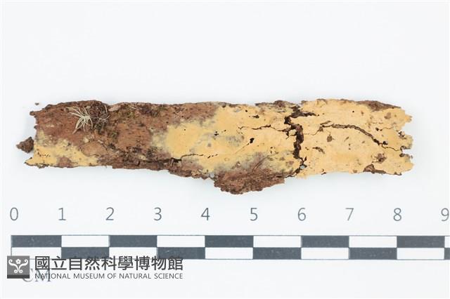 叉絲革菌屬藏品圖，第1張