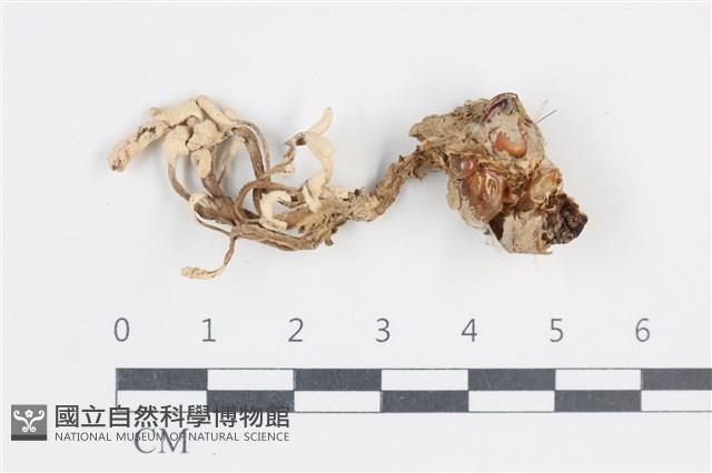 登錄號:F0038809藏品圖，第1張