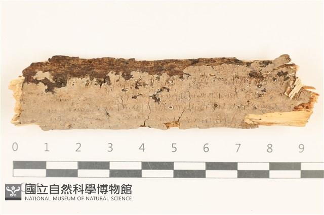 刺皮菌屬藏品圖，第1張
