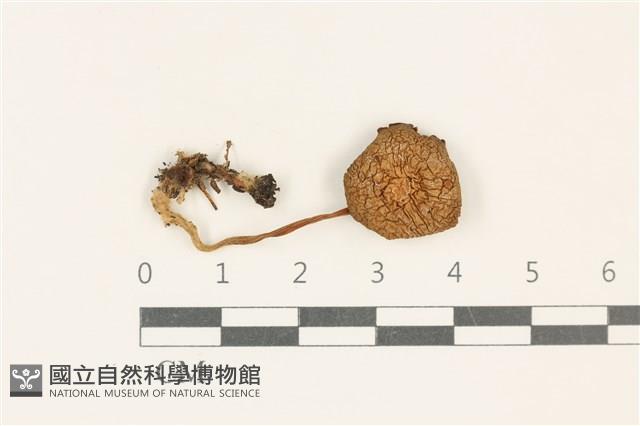 登錄號:F0037809藏品圖，第1張