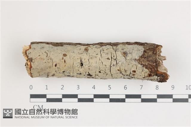 登錄號:F0035809藏品圖，第1張