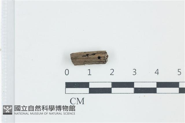 登錄號:F0038909藏品圖，第1張