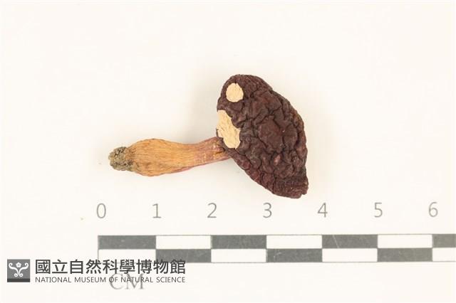 紅菇屬藏品圖，第1張