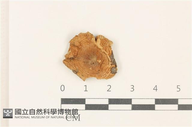 紅菇屬藏品圖，第1張