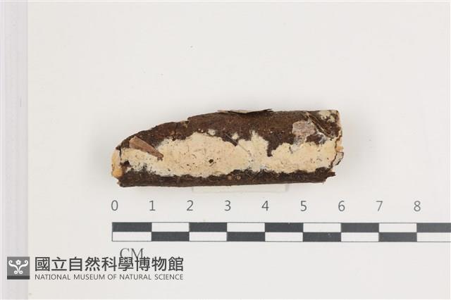 顯絲菌屬藏品圖，第1張