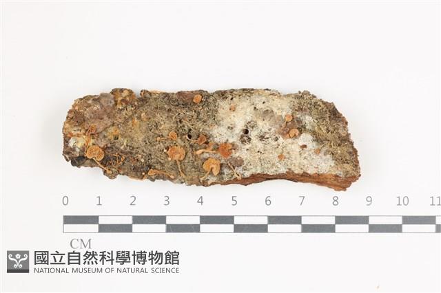 登錄號:F0036609藏品圖，第1張