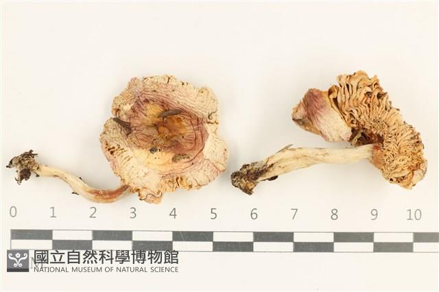 登錄號:F0037609藏品圖，第1張