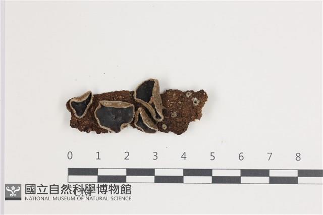 登錄號:F0035609藏品圖，第1張