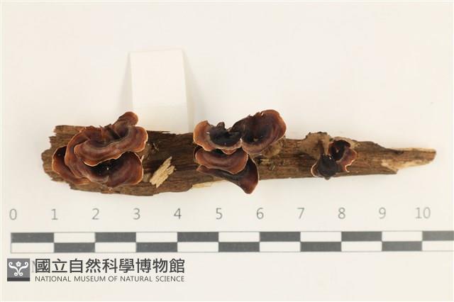 登錄號:F0038409藏品圖，第3張