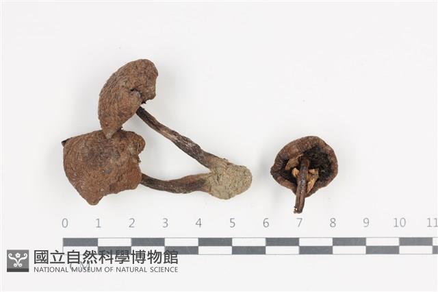 登錄號:F0036409藏品圖，第1張