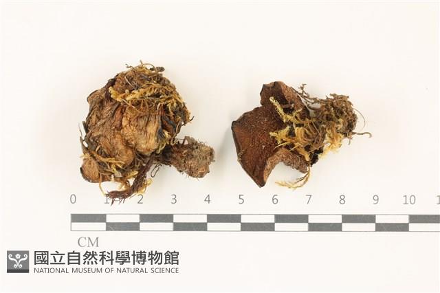 登錄號:F0037409藏品圖，第1張