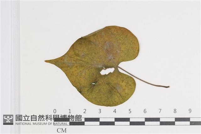 登錄號:F0035409藏品圖，第1張