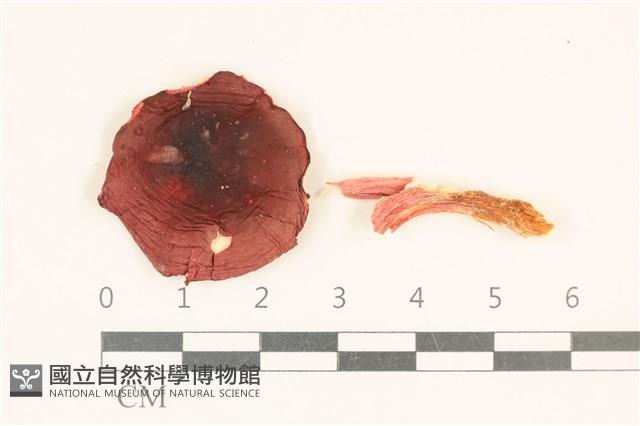 登錄號:F0028709藏品圖，第1張