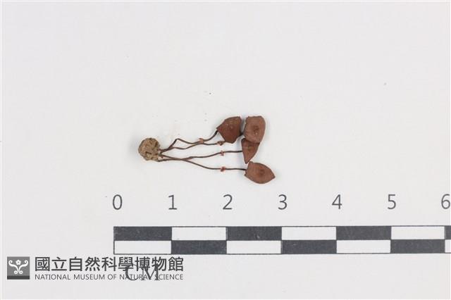 登錄號:F0038709藏品圖，第1張