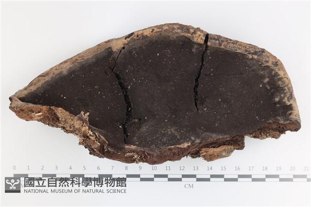 登錄號:F0036709藏品圖，第1張