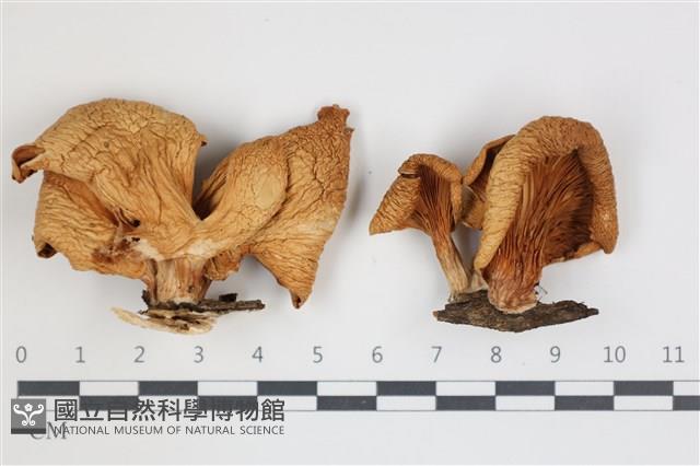 登錄號:F0035709藏品圖，第1張