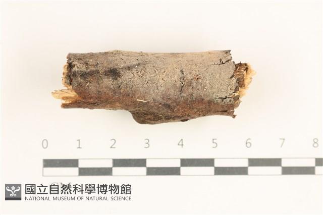 登錄號:F0038509藏品圖，第1張