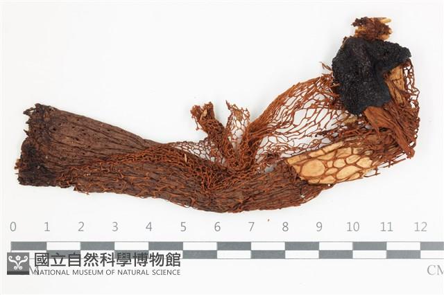 登錄號:F0036509藏品圖，第1張