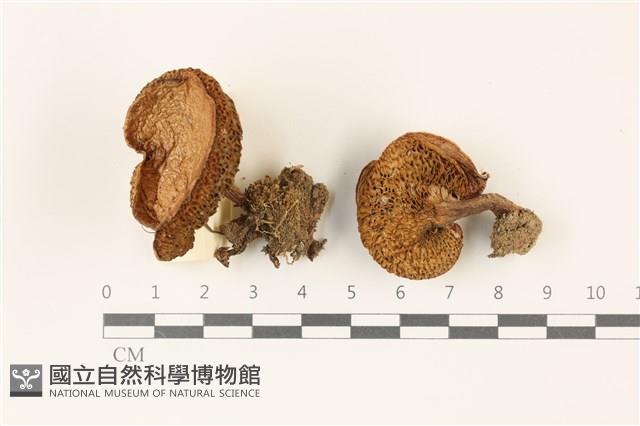 登錄號:F0037509藏品圖，第1張