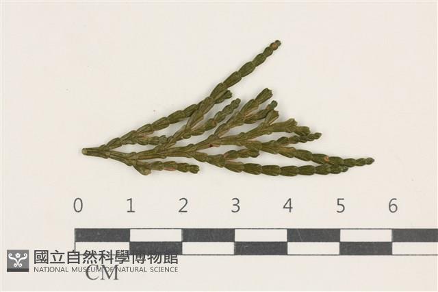 登錄號:F0038109藏品圖，第1張