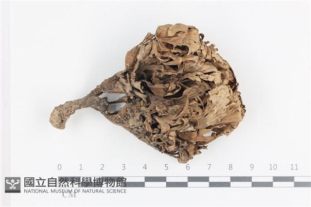 棕色革菌藏品圖，第1張