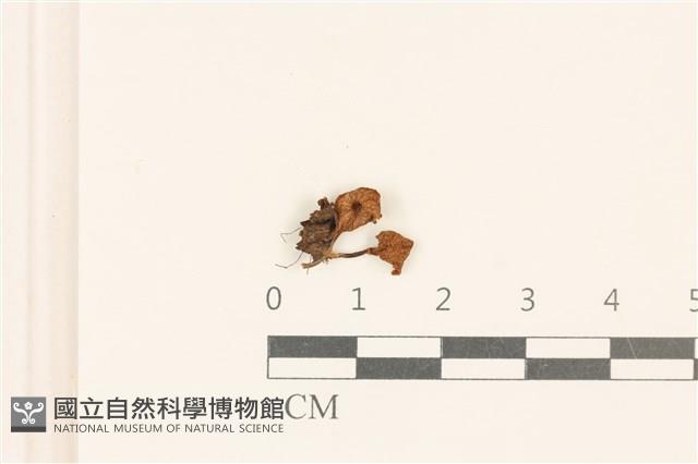 登錄號:F0019109藏品圖，第1張