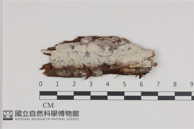 登錄號:F0036009藏品圖，第1張
